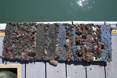 Barnacles Consume Test Panels at 18 Months