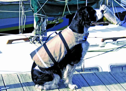 dog sailboat companionway