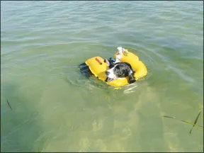 Critter?s Inflatable Pet PFD