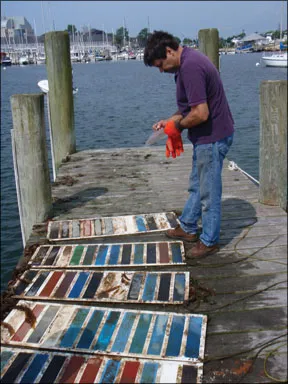 Affordable Marine Antifouling Paint