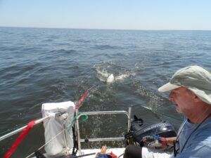 The weight of the anchor and the buoyancy of the fender need to balance out to get the right amount of drogue in the water. More wind means more chain.